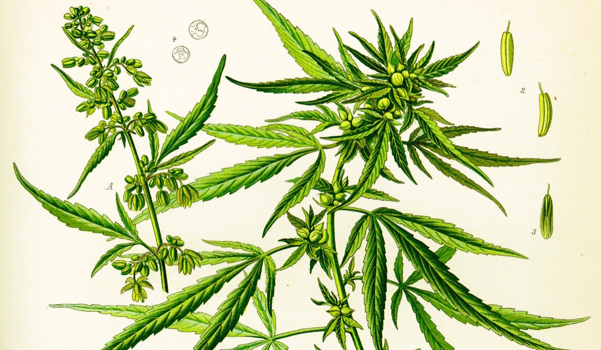 Botanická ilustrace konopí setého (Cannabis sativa)