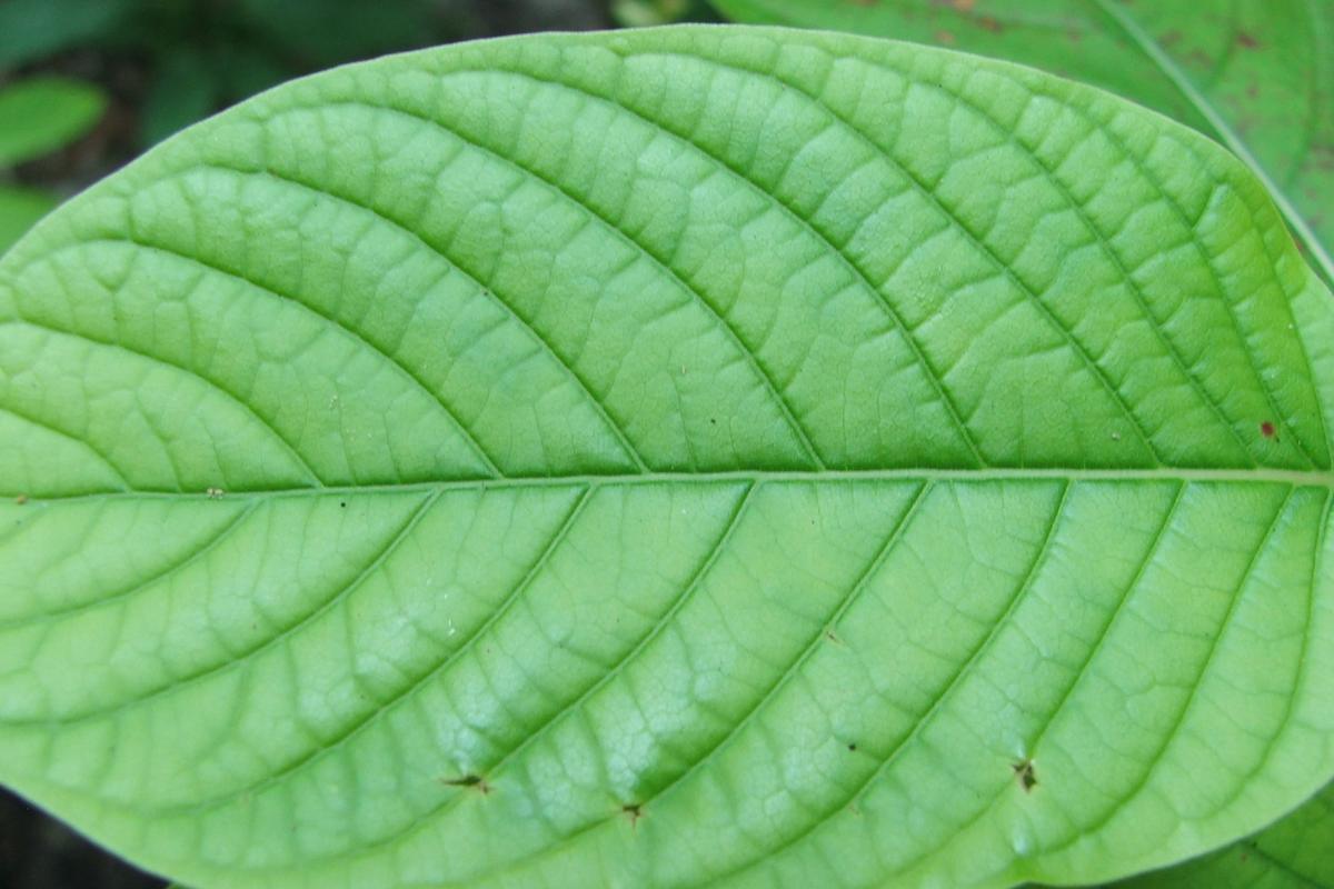 List kratomu (Mitragyna speciosa)